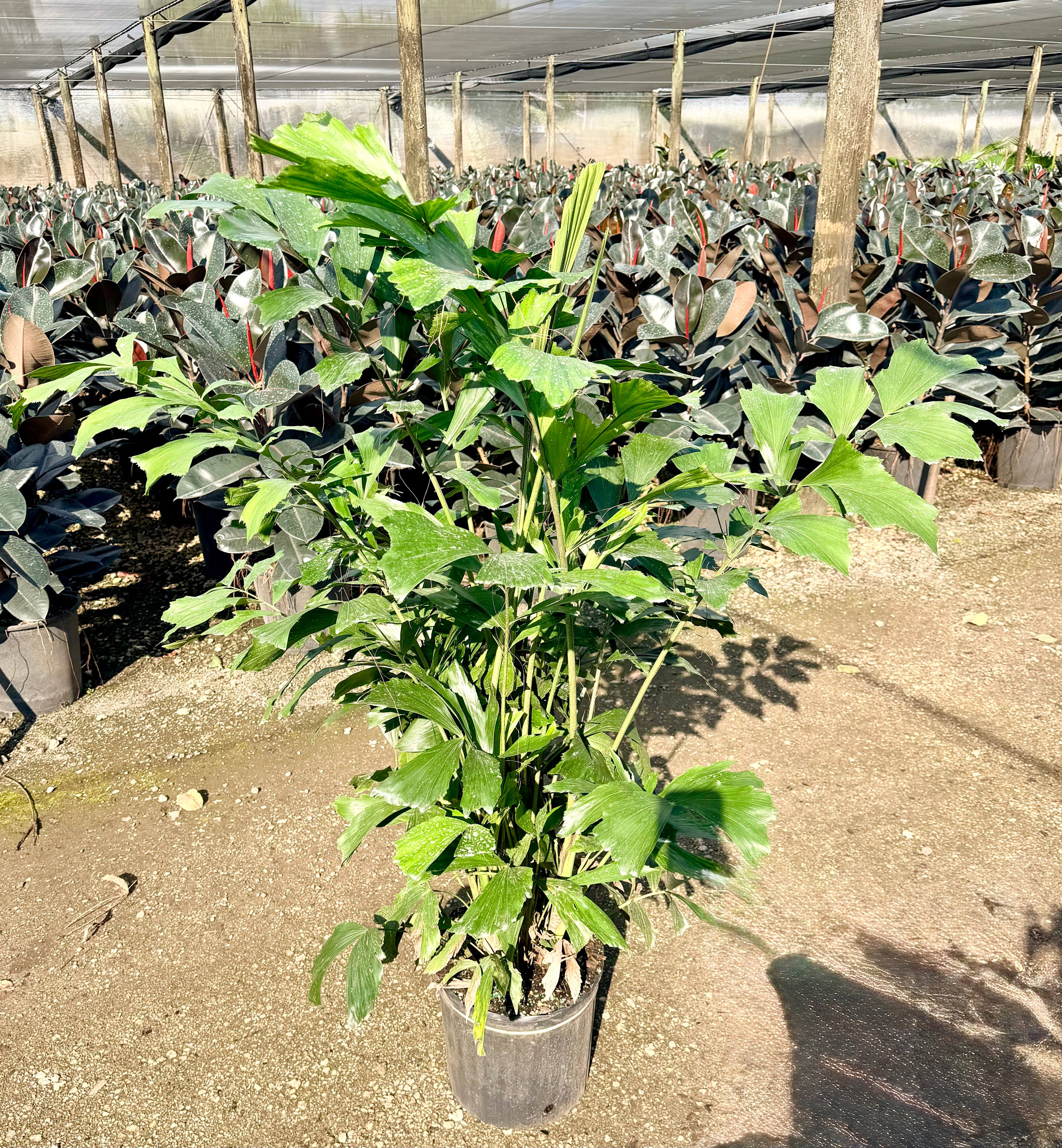 Fishtail palm, 10” pot 60” tall Caryota Mitis