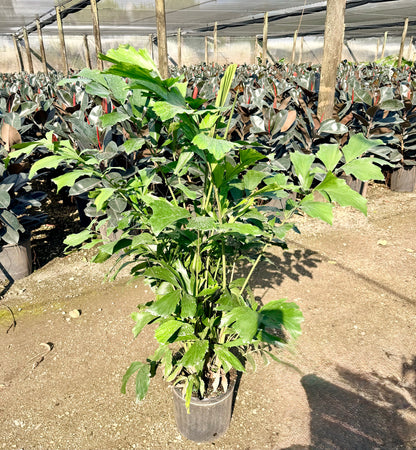Fishtail palm, 10” pot 60” tall Caryota Mitis