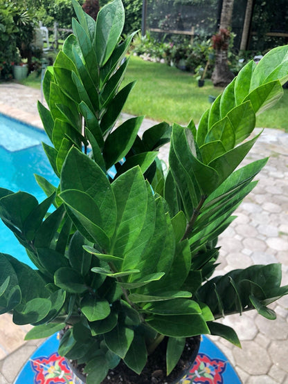 ZZ plant - Zamioculcas zamiifolia, 8” pot