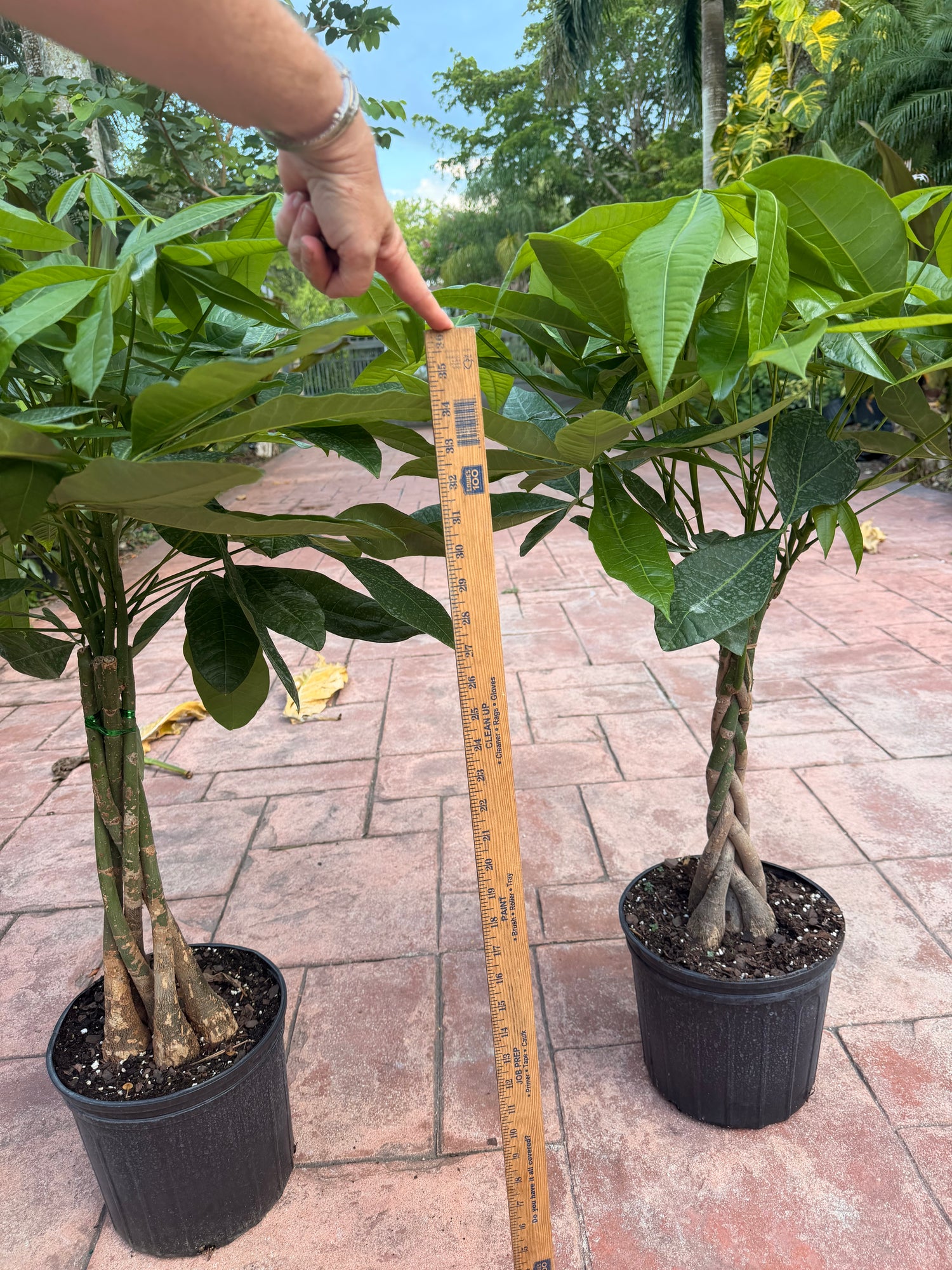Money tree, 10” pot