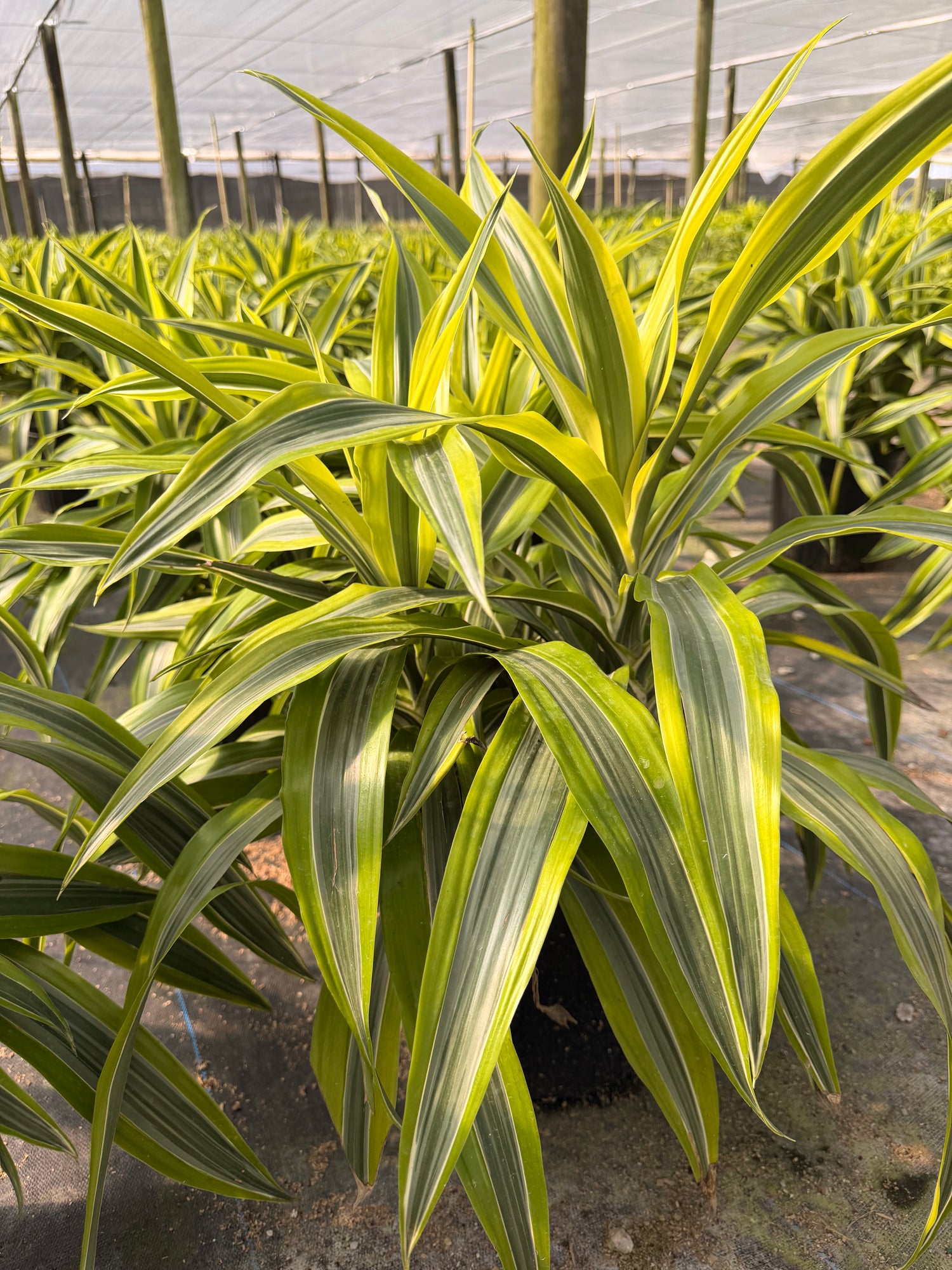 Dracaena Lemon Lime, 10” pot
