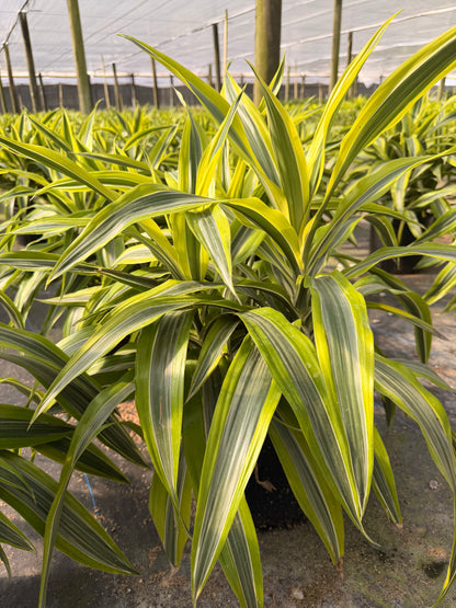 lemon lime dracaena outside Dracaena Lemon Lime, 10” pot