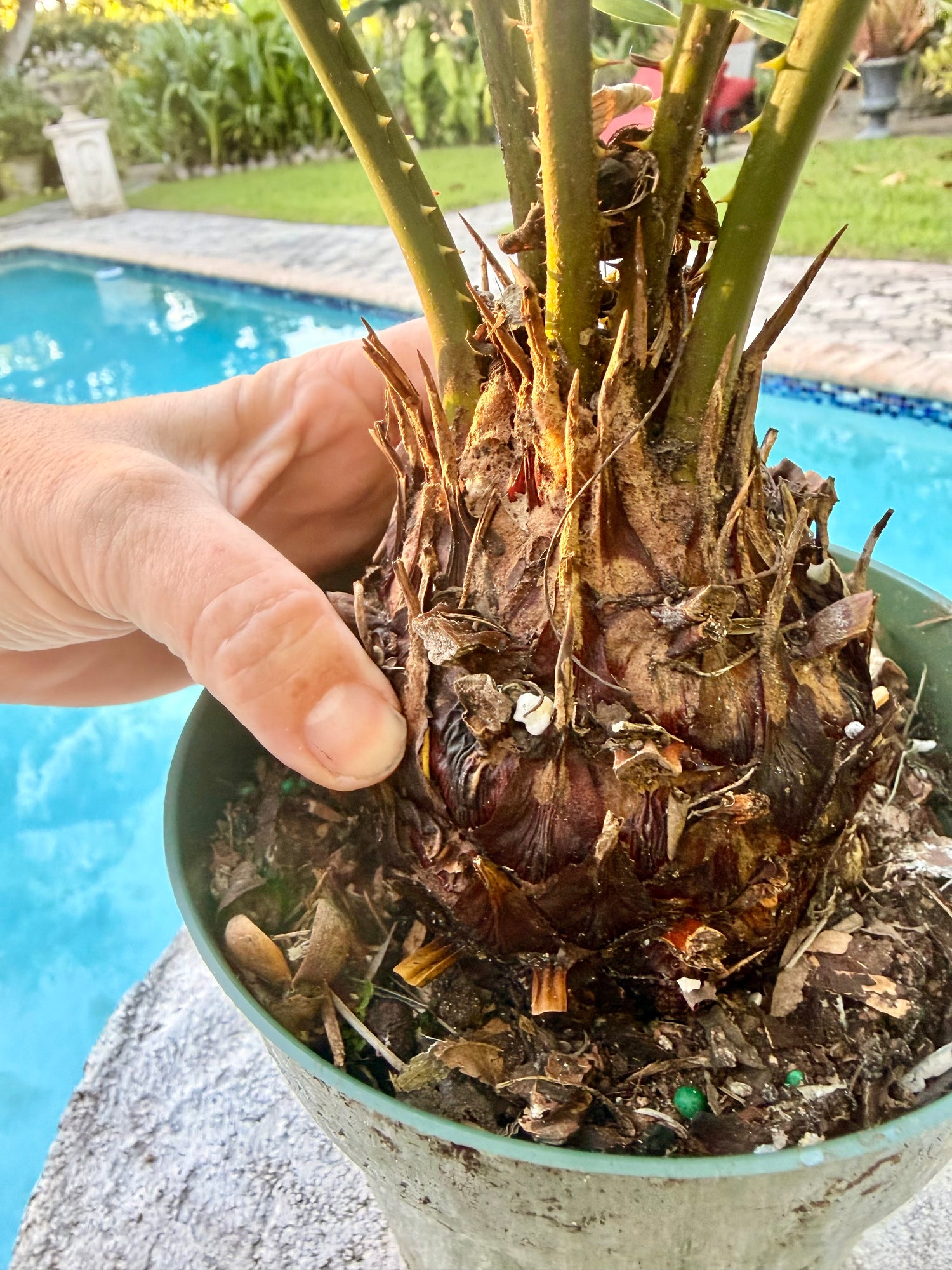 Sago Palm, 6” pot - Large