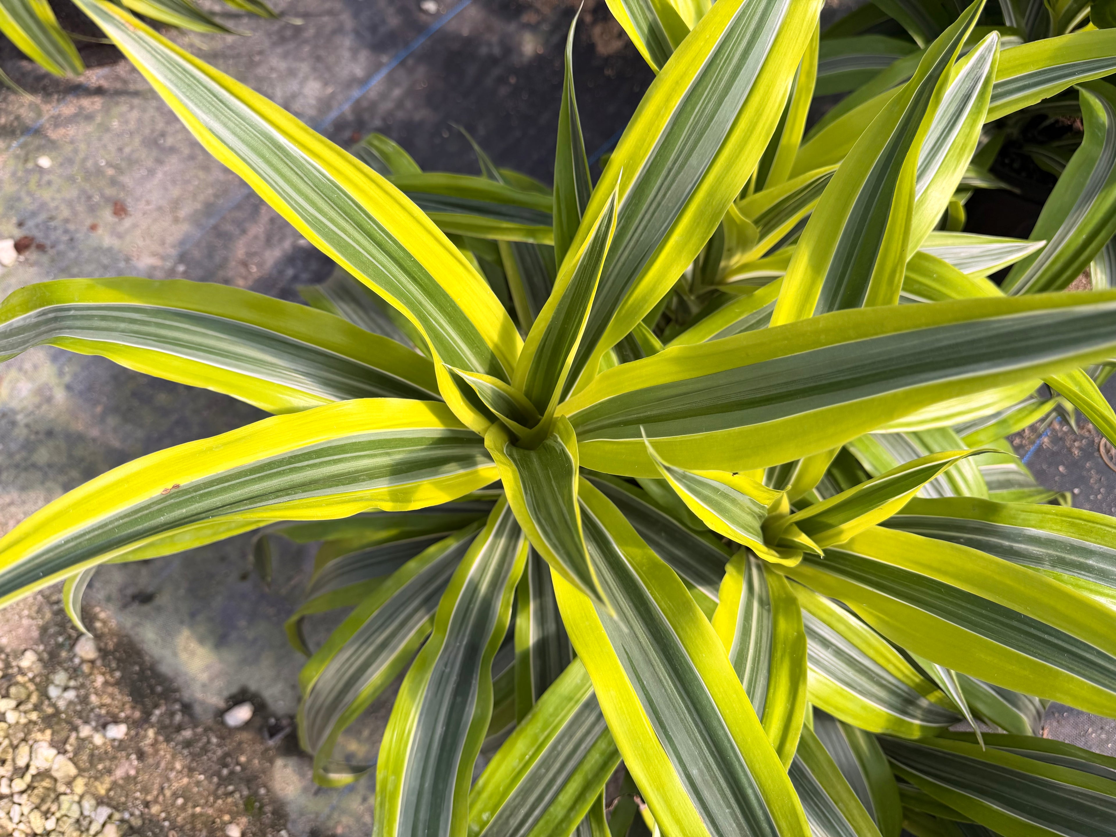 Dracaena Lemon Lime, 10” pot