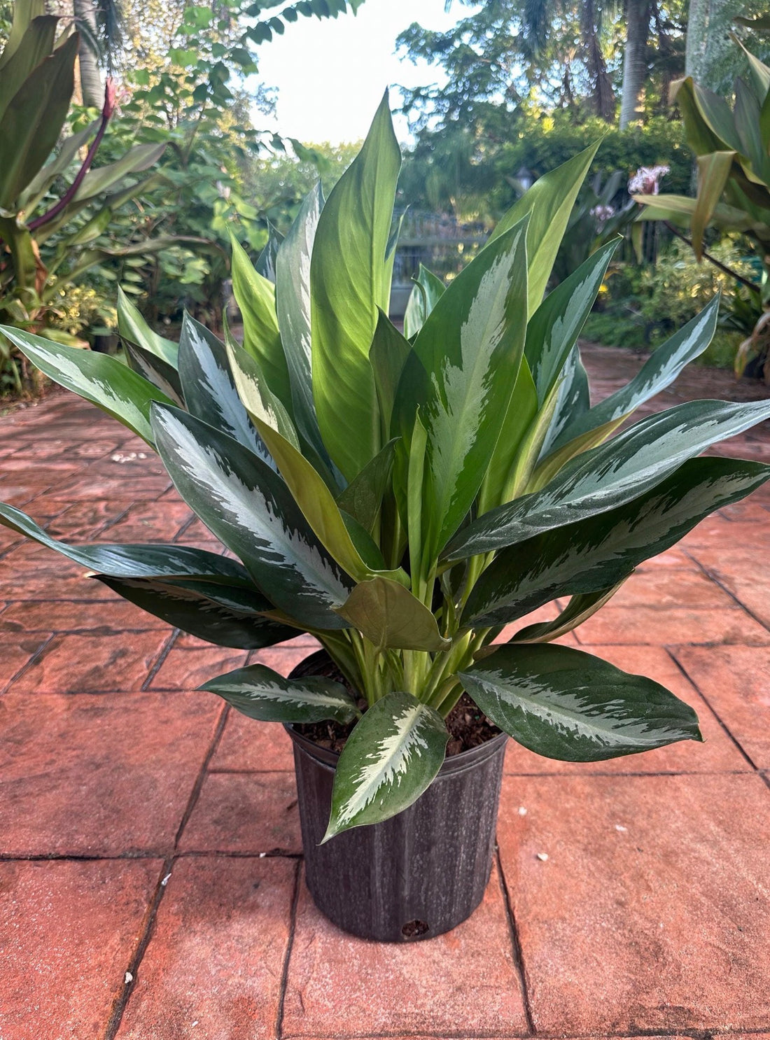 Aglaonema Stiletto, 10” pot