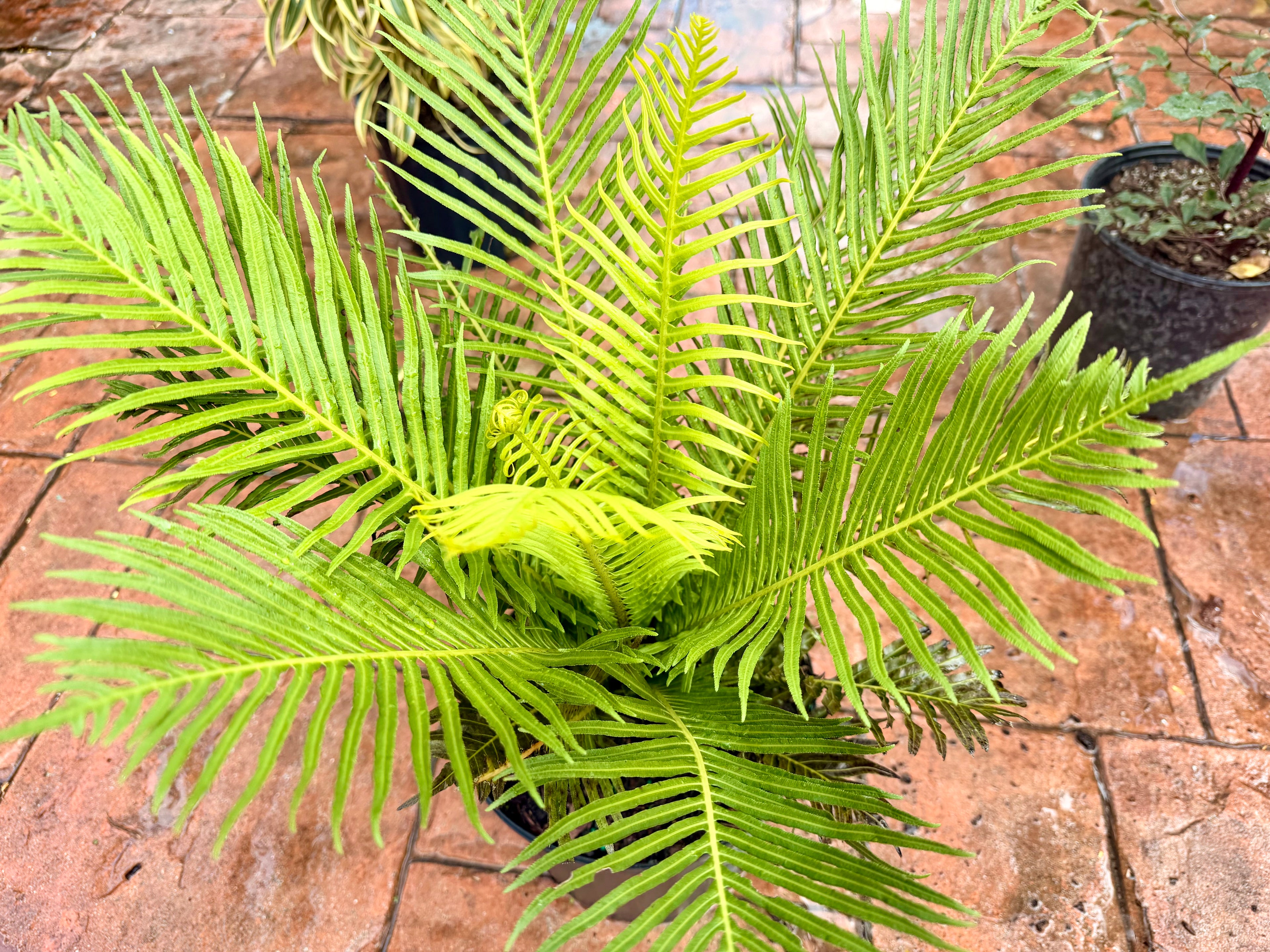 Silver Lady fern, 10” pot