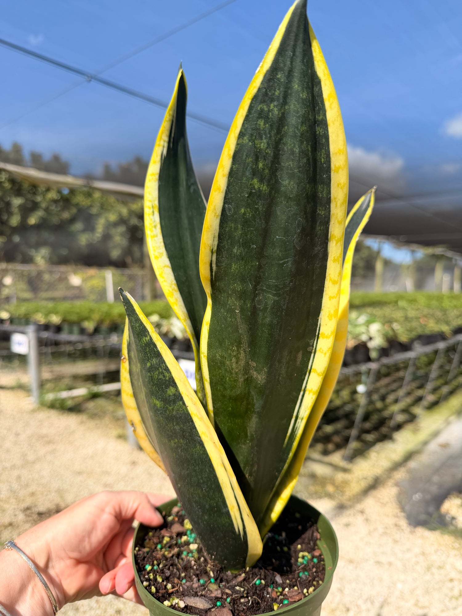 Sansevieria Starter pack A