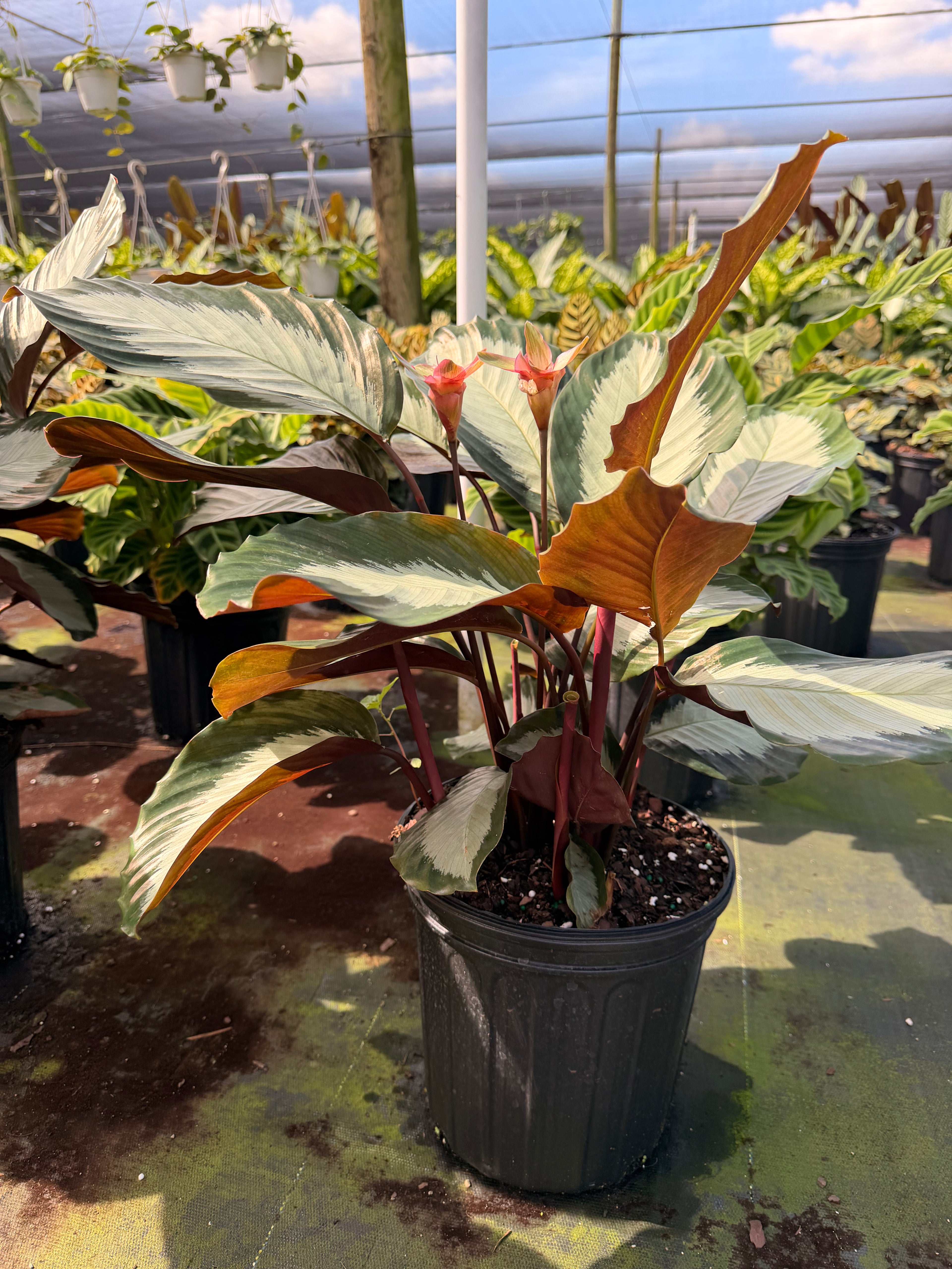 Calathea Royal Standard, 6” pot