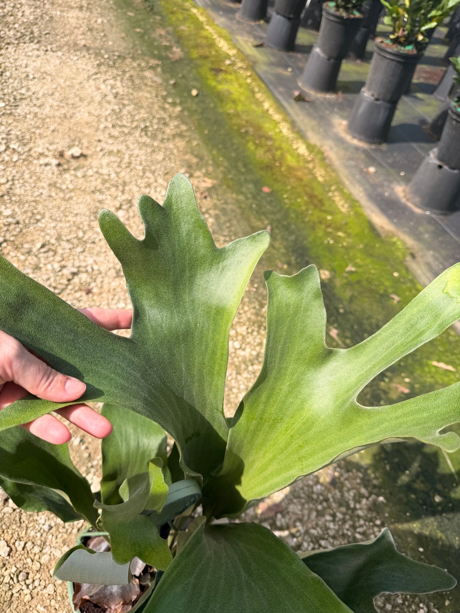 Staghorn fern in 8” hanging basket Large