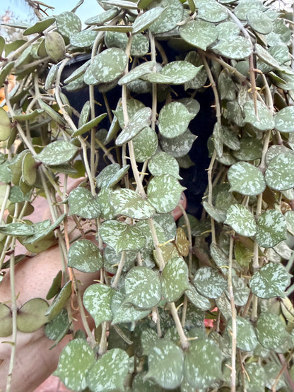 Hoya Curtisii, 5” pot