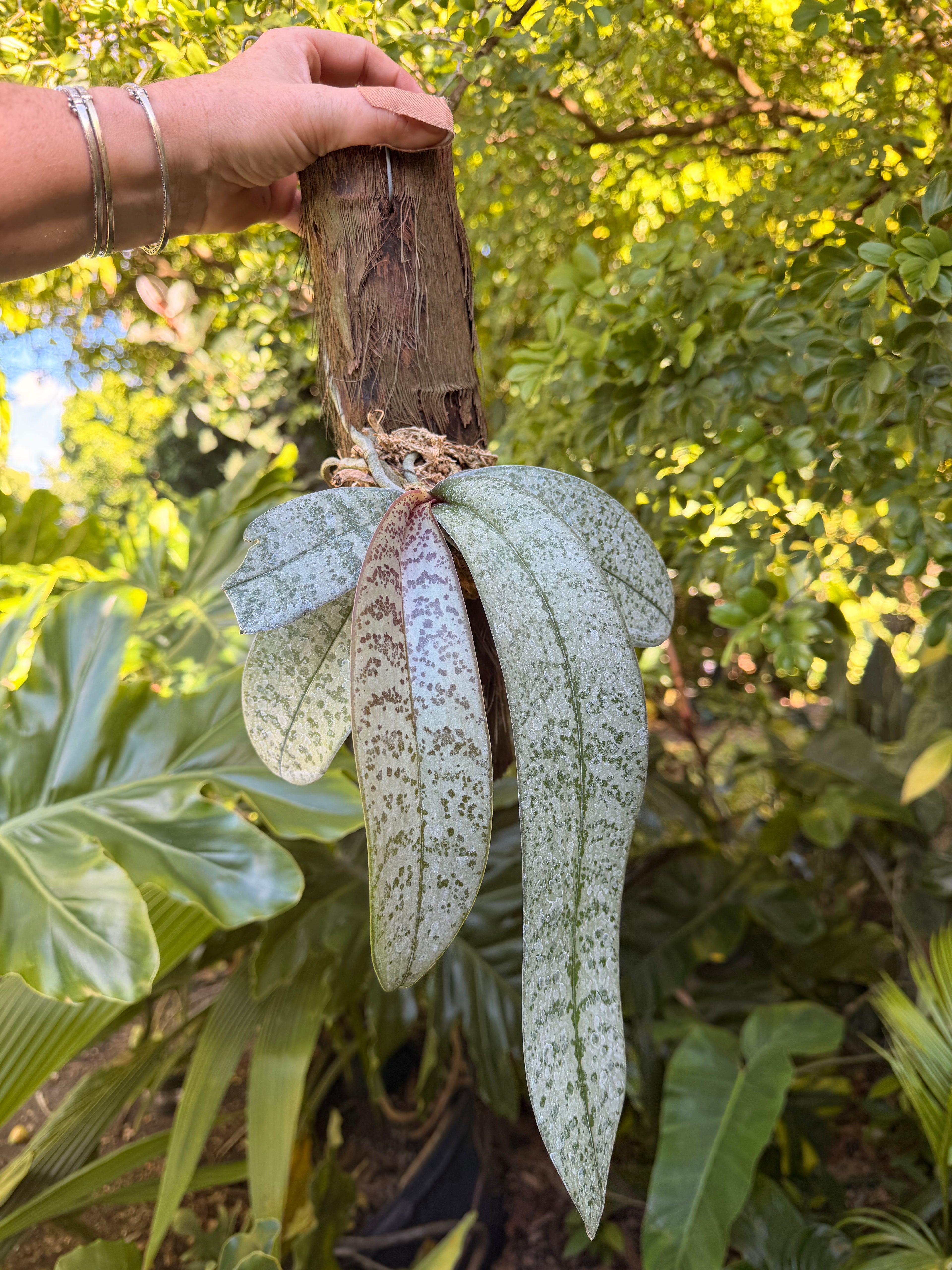 Mounted Phalaenopsis schilleriana