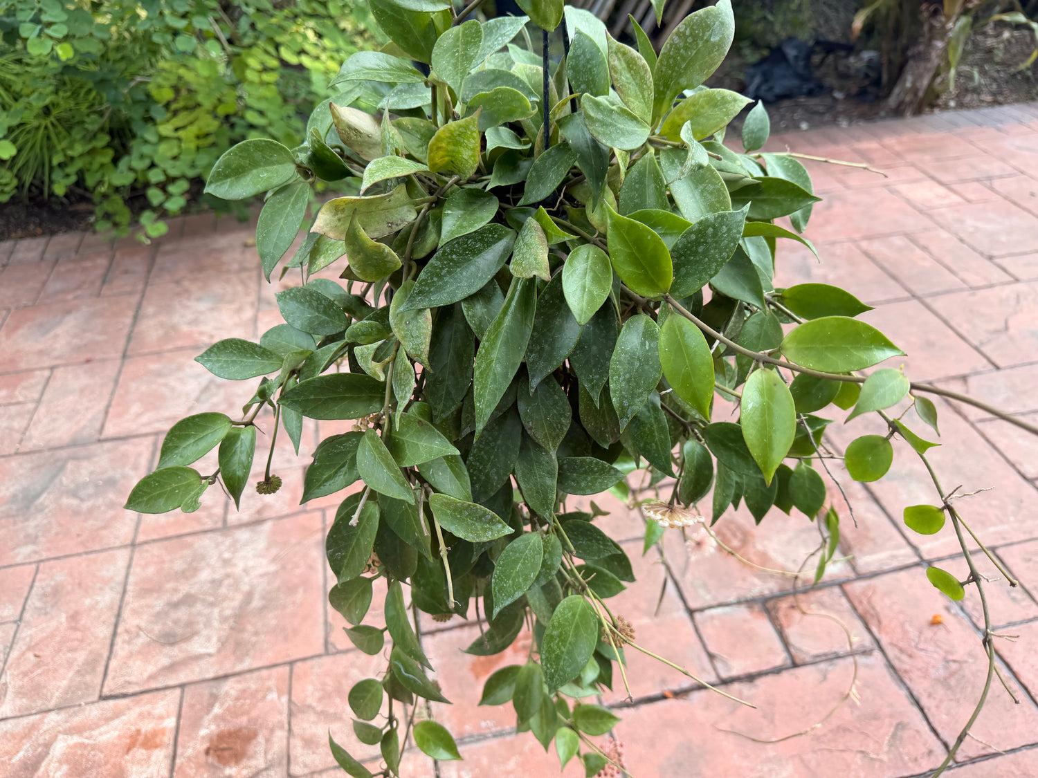 Hoya Sunrise, 5” pot