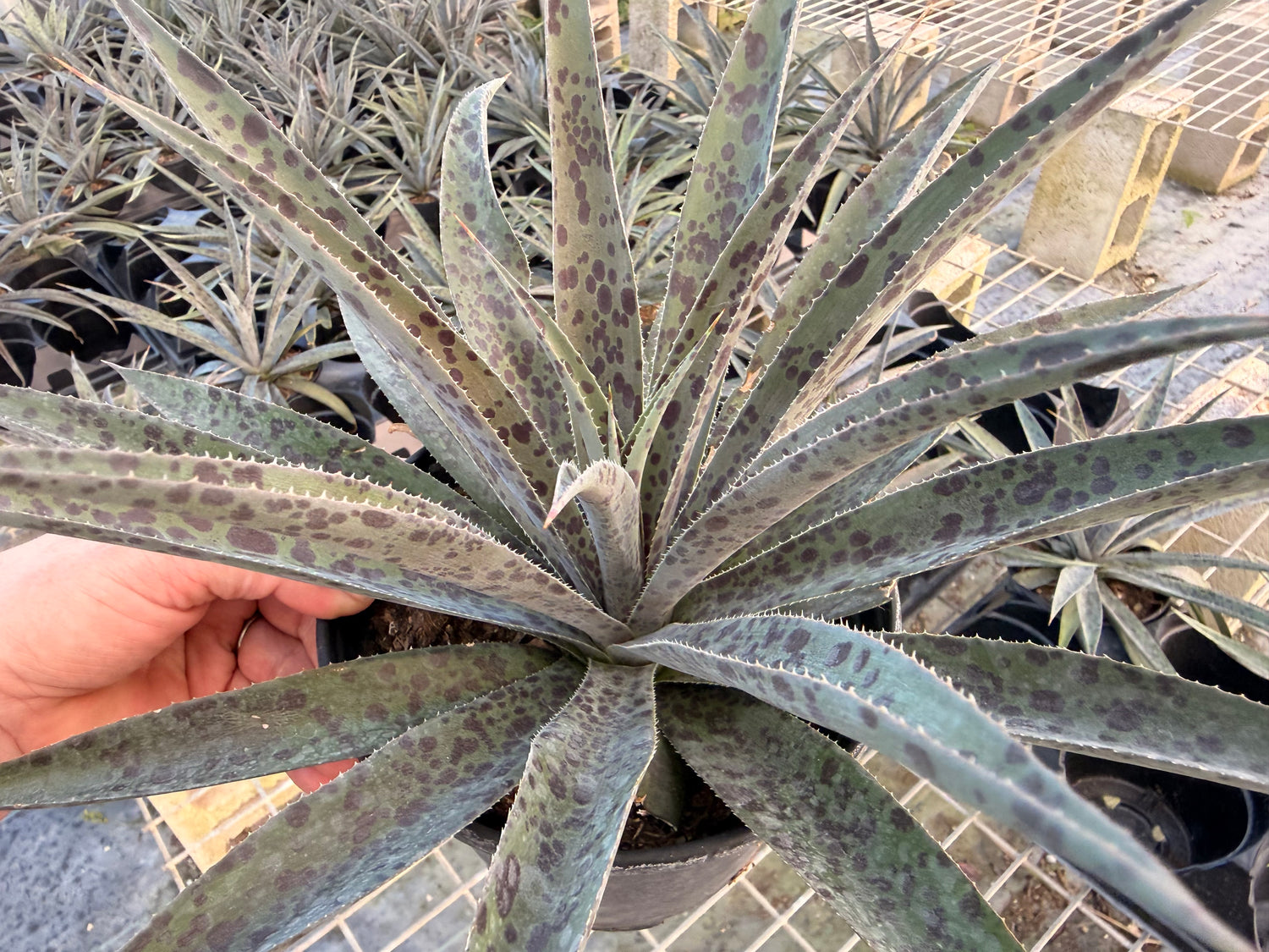 Mangave Pineapple Express, 6” pot