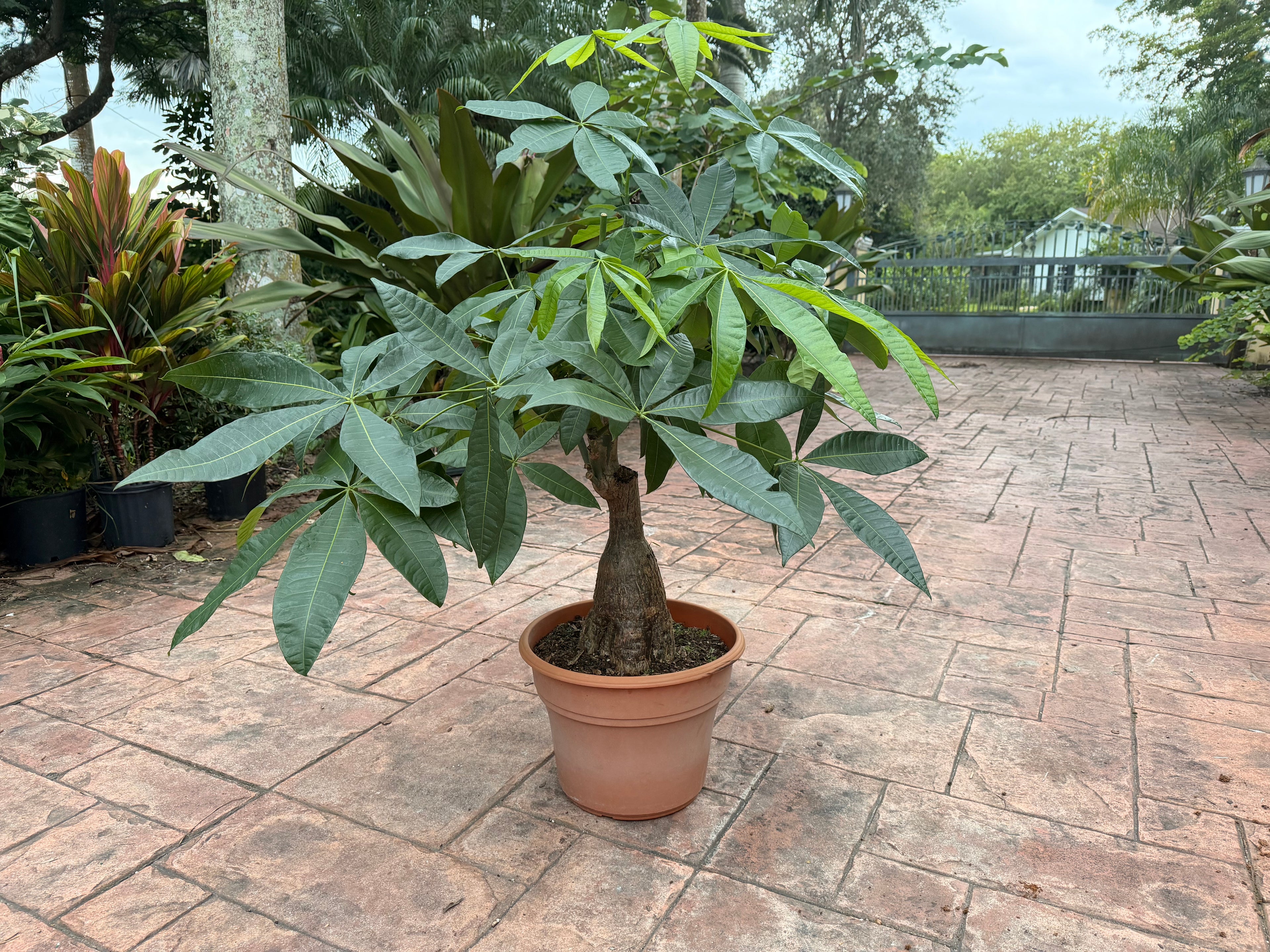 Money tree, thick short trunk, 14” pot