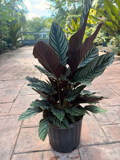 Calathea Ornata, 10” pot