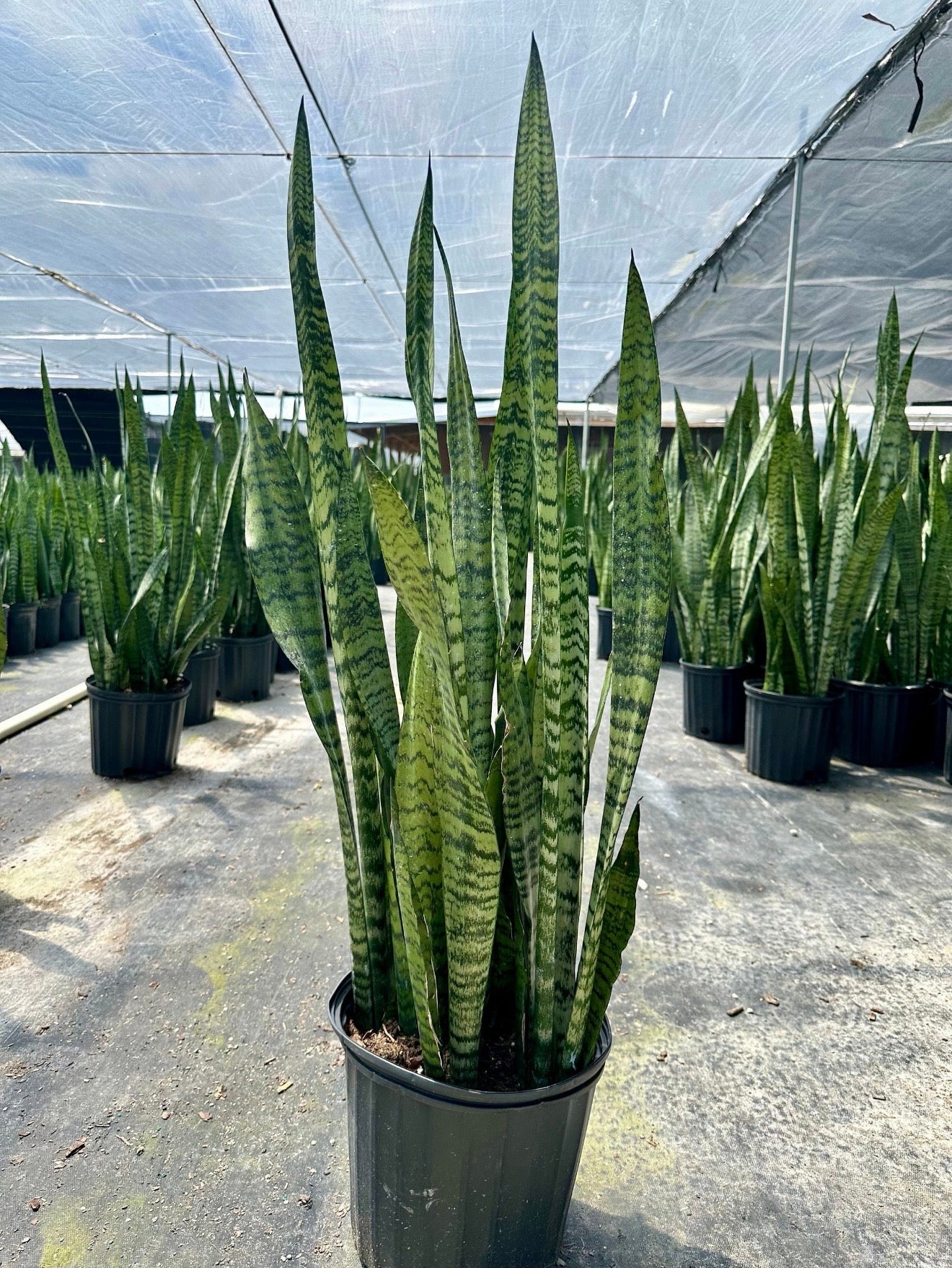 Sansevieria Zeylanica, 10” pot