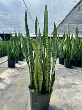 Load image into Gallery viewer, Sansevieria Zeylanica, 10” pot