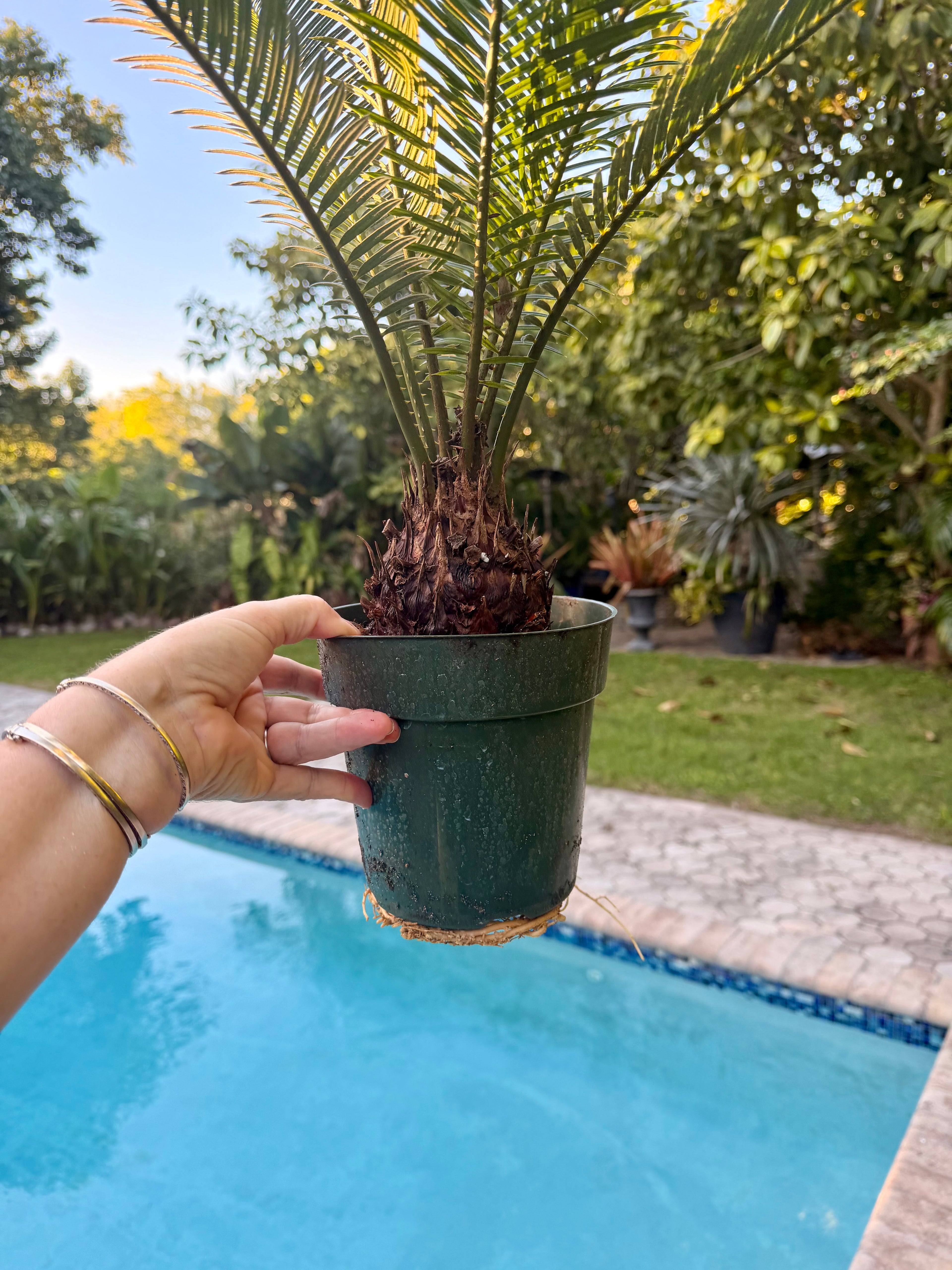 Sago Palm, 6” pot - Large