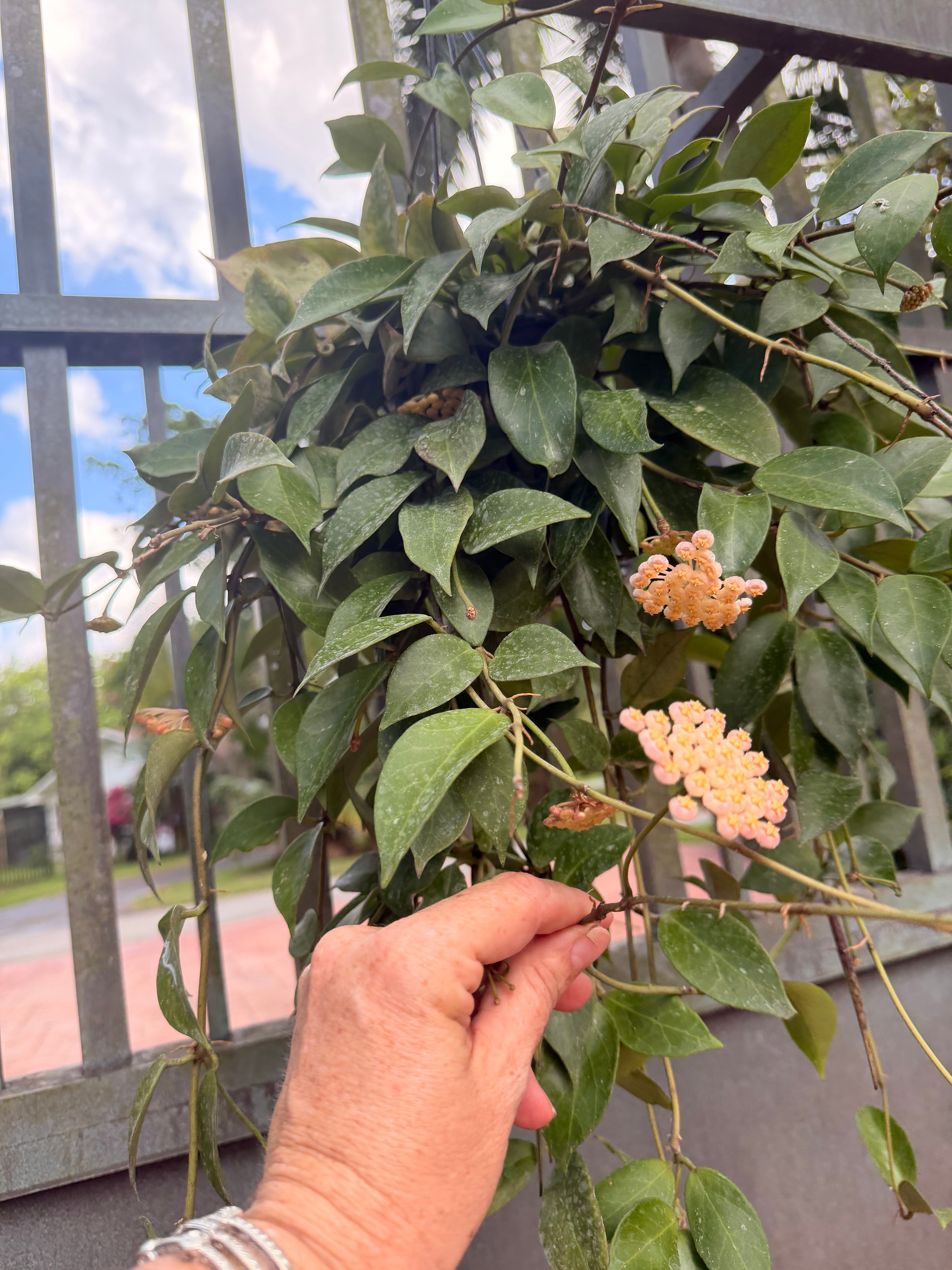 Hoya Sunrise, 5” pot