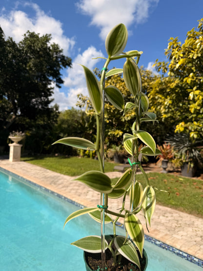Albo-Variegated Vanilla, 4” pot Clear hoop