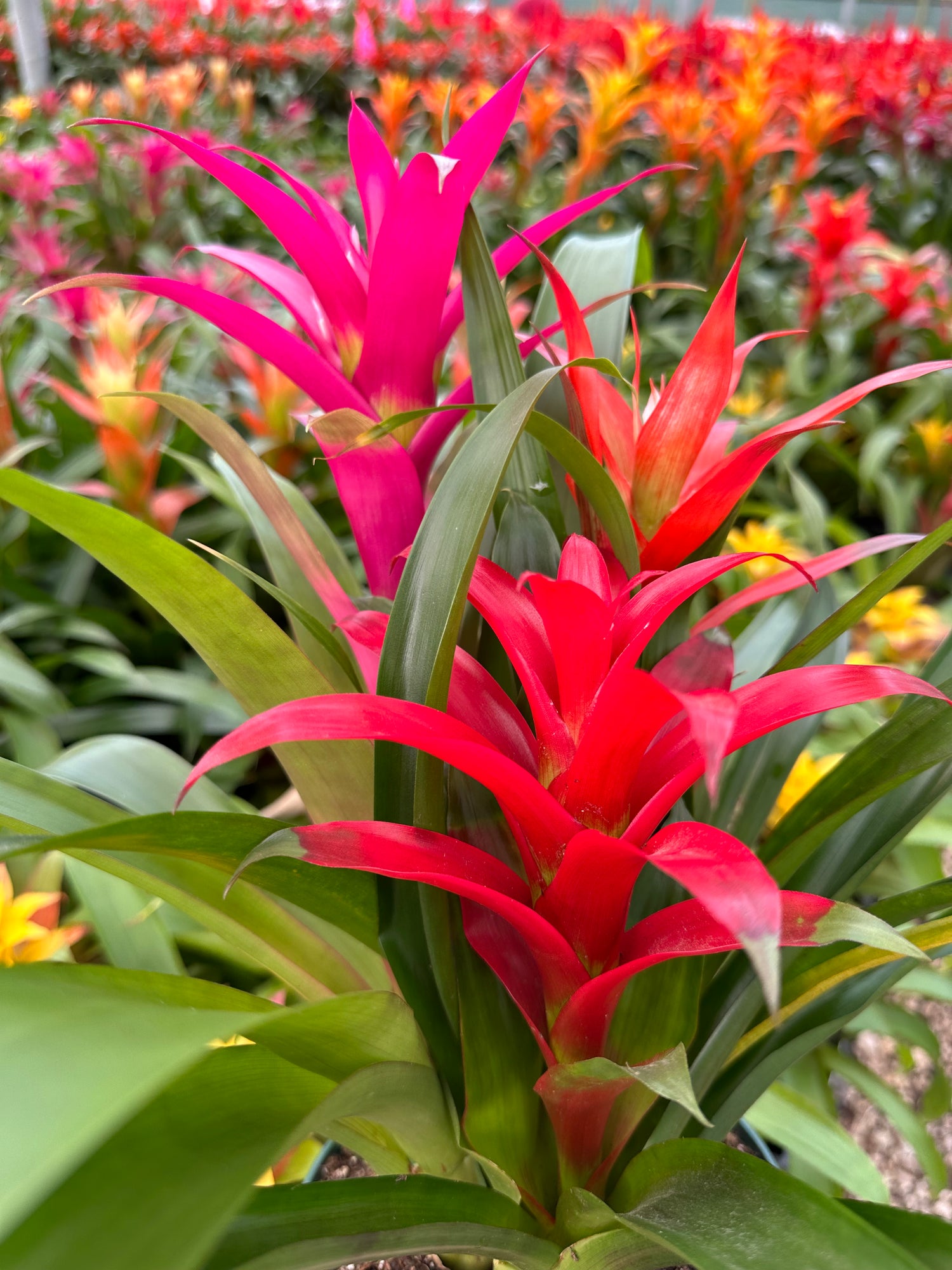 Guzmania planting, 8” pot. 3 plants per pot