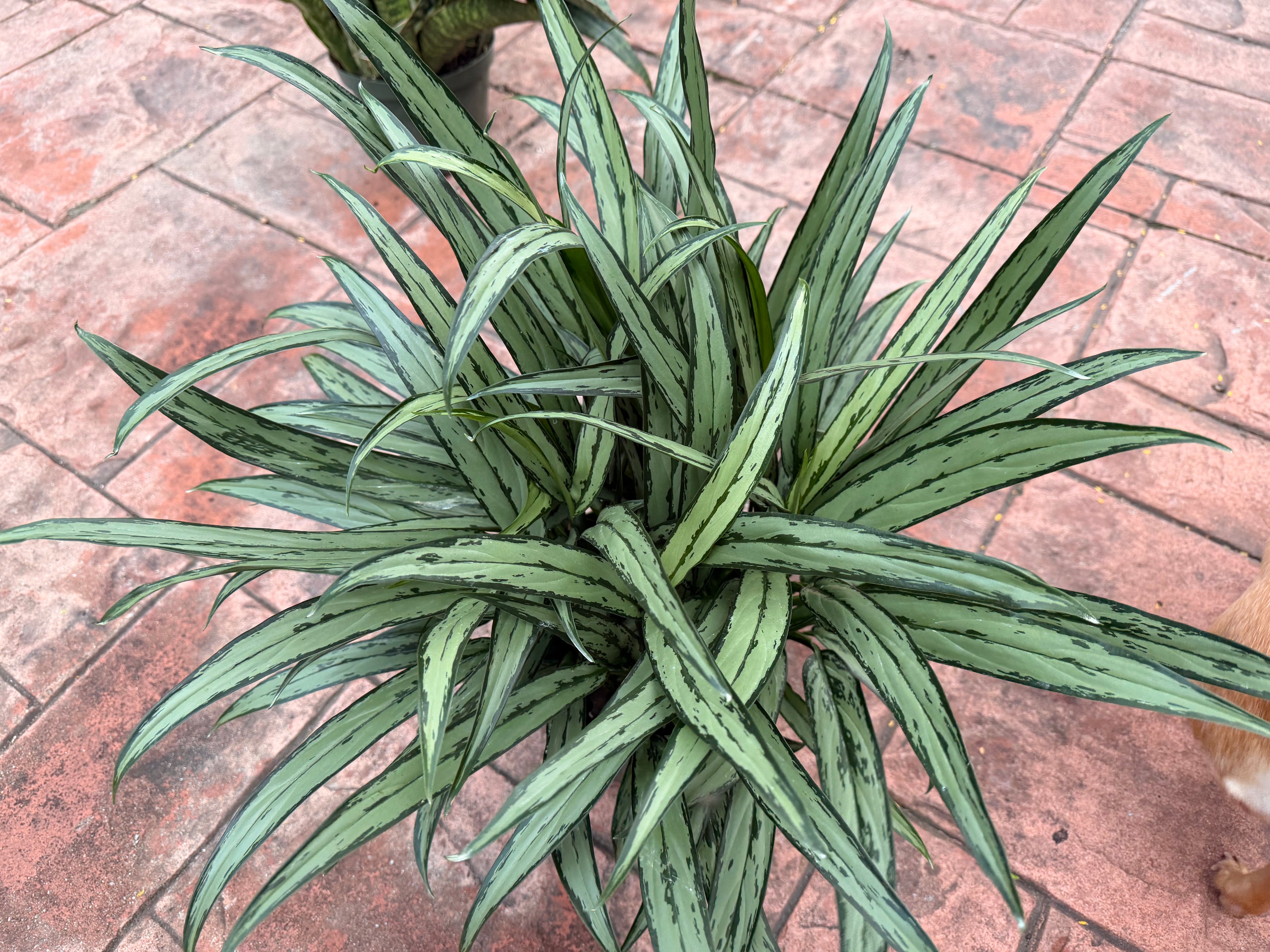 Aglaonema Cutlass, 8” pot