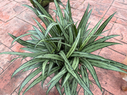Aglaonema Cutlass, 8” pot