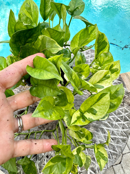 Lemon meringue photos, 4” pot