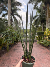 Load image into Gallery viewer, Sansevieria Snakeskin, 6” pot