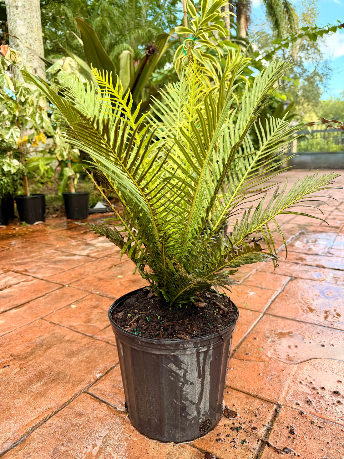 Silver Lady fern, 10” pot