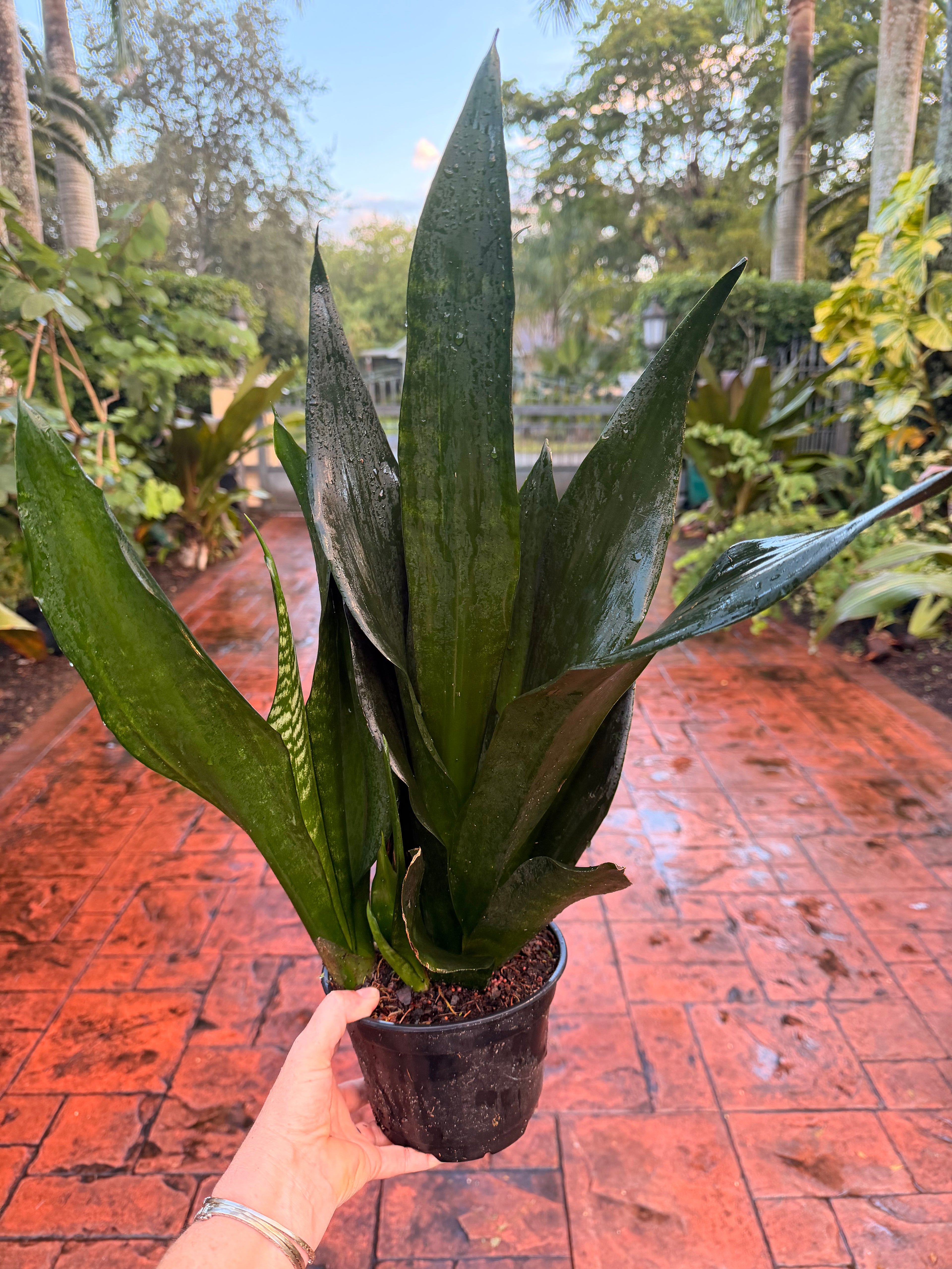 Sansevieria Black Dragon, 6” pot - full pot