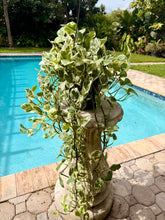 Load image into Gallery viewer, Pearl and Jade photos, 8” pot