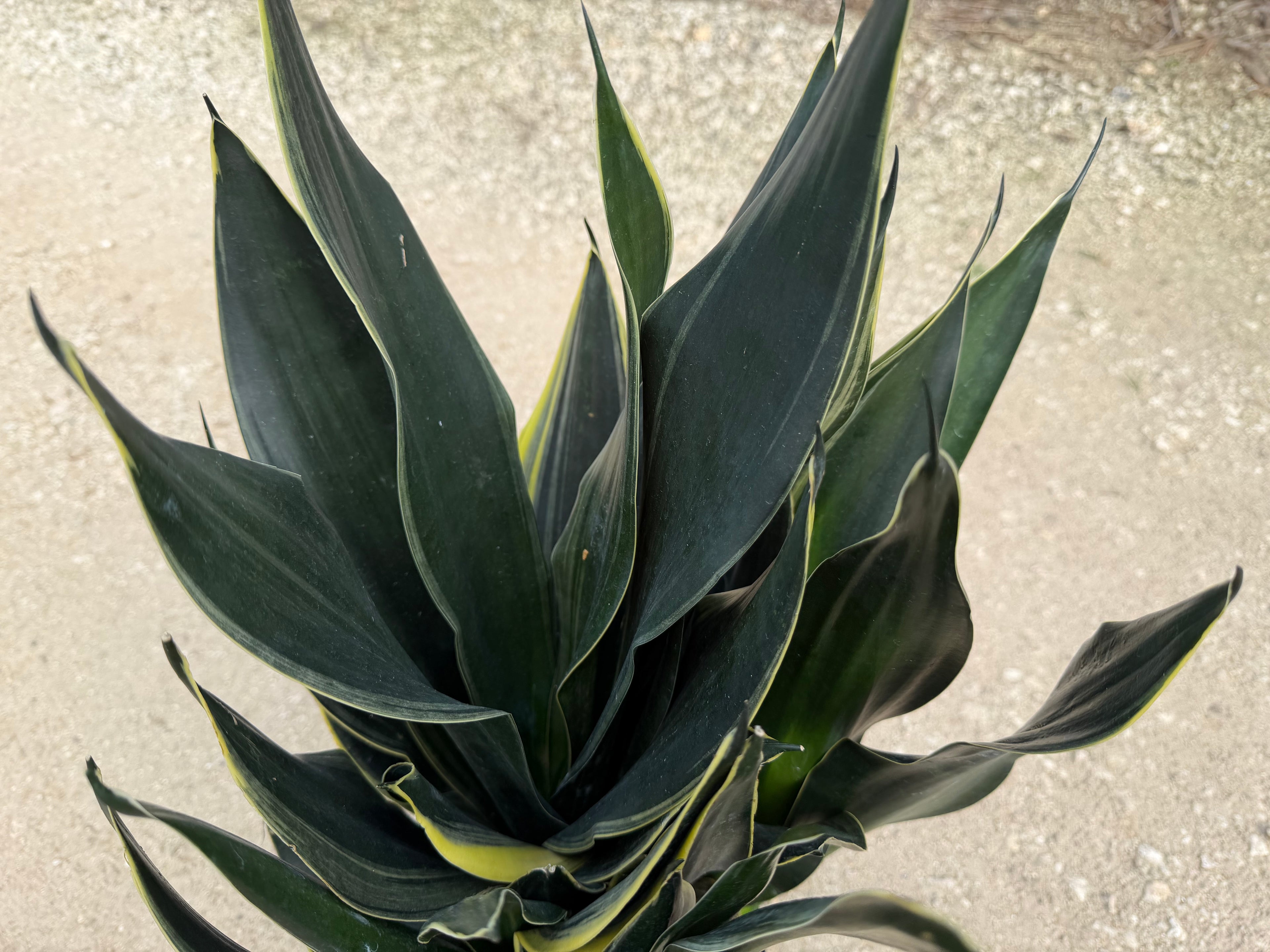 Sansevieria Fabi, 10” pot - Ships GROUND