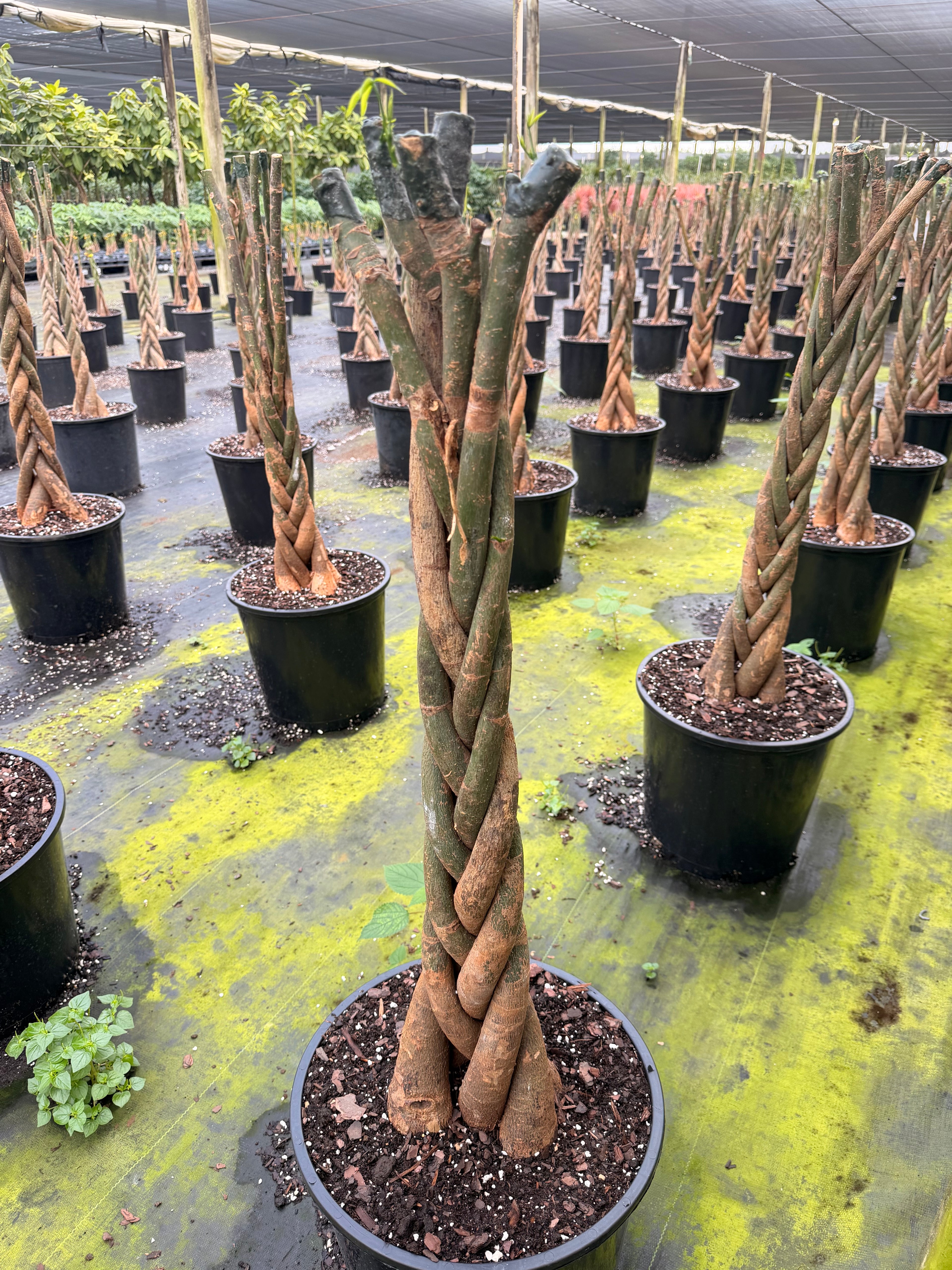 Money tree, tall braid, new heads, 12” pot