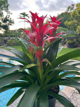 Load image into Gallery viewer, Guzmania planting, 8” pot. 3 plants per pot All red