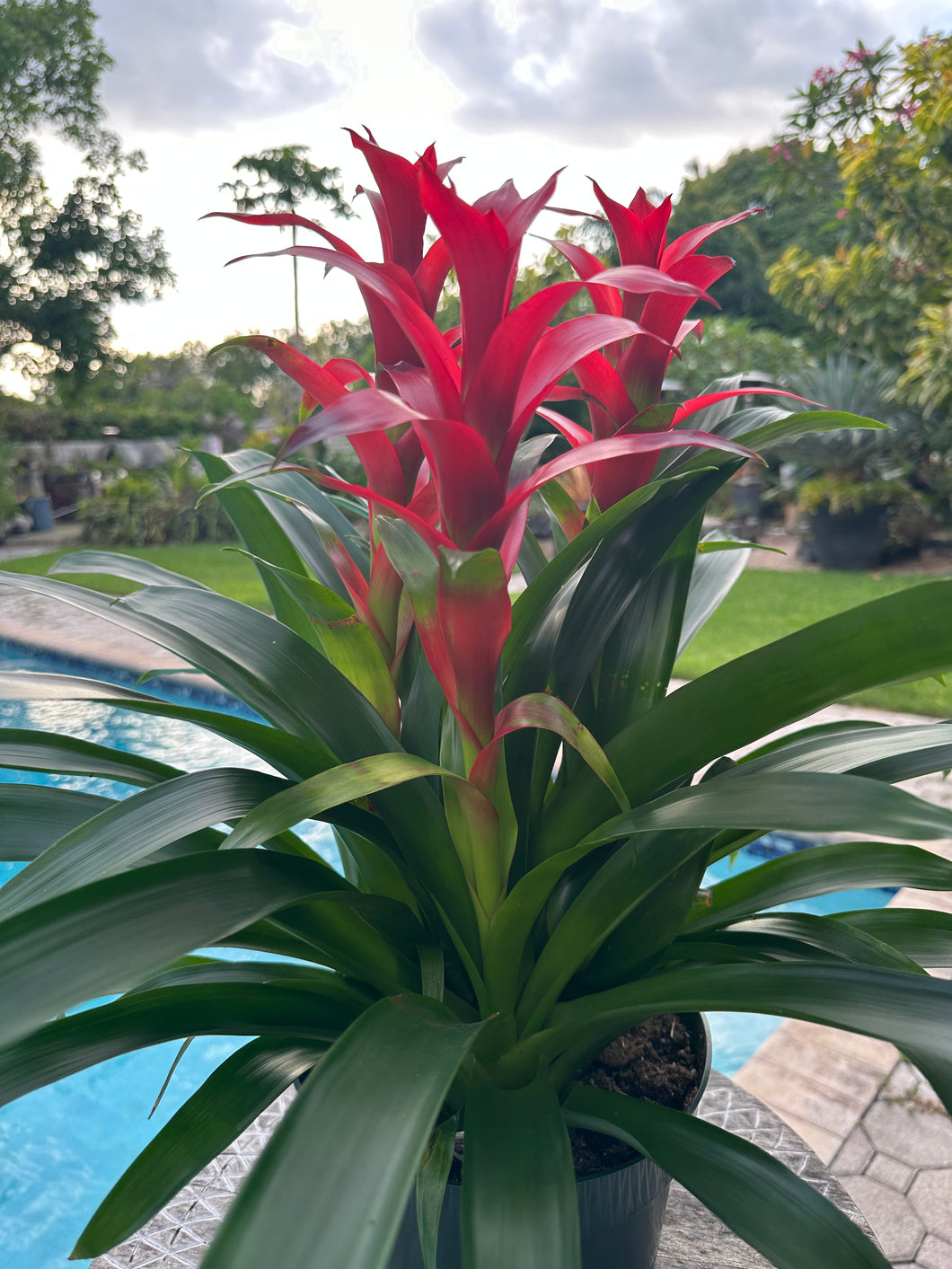Guzmania planting, 8” pot. 3 plants per pot All red