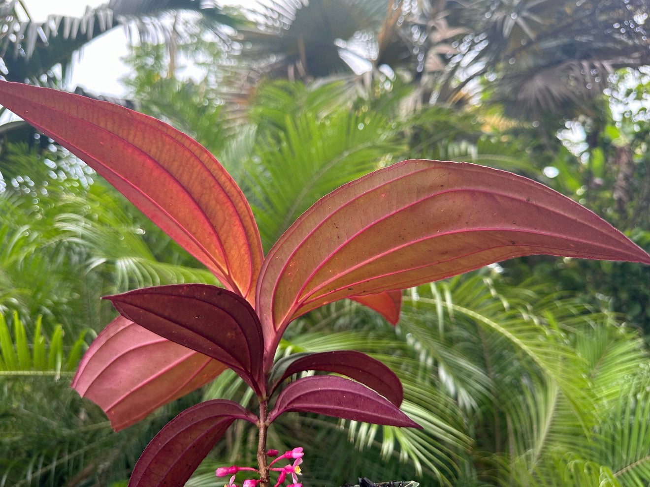 Medinilla Gregori Hambali, 6” pot
