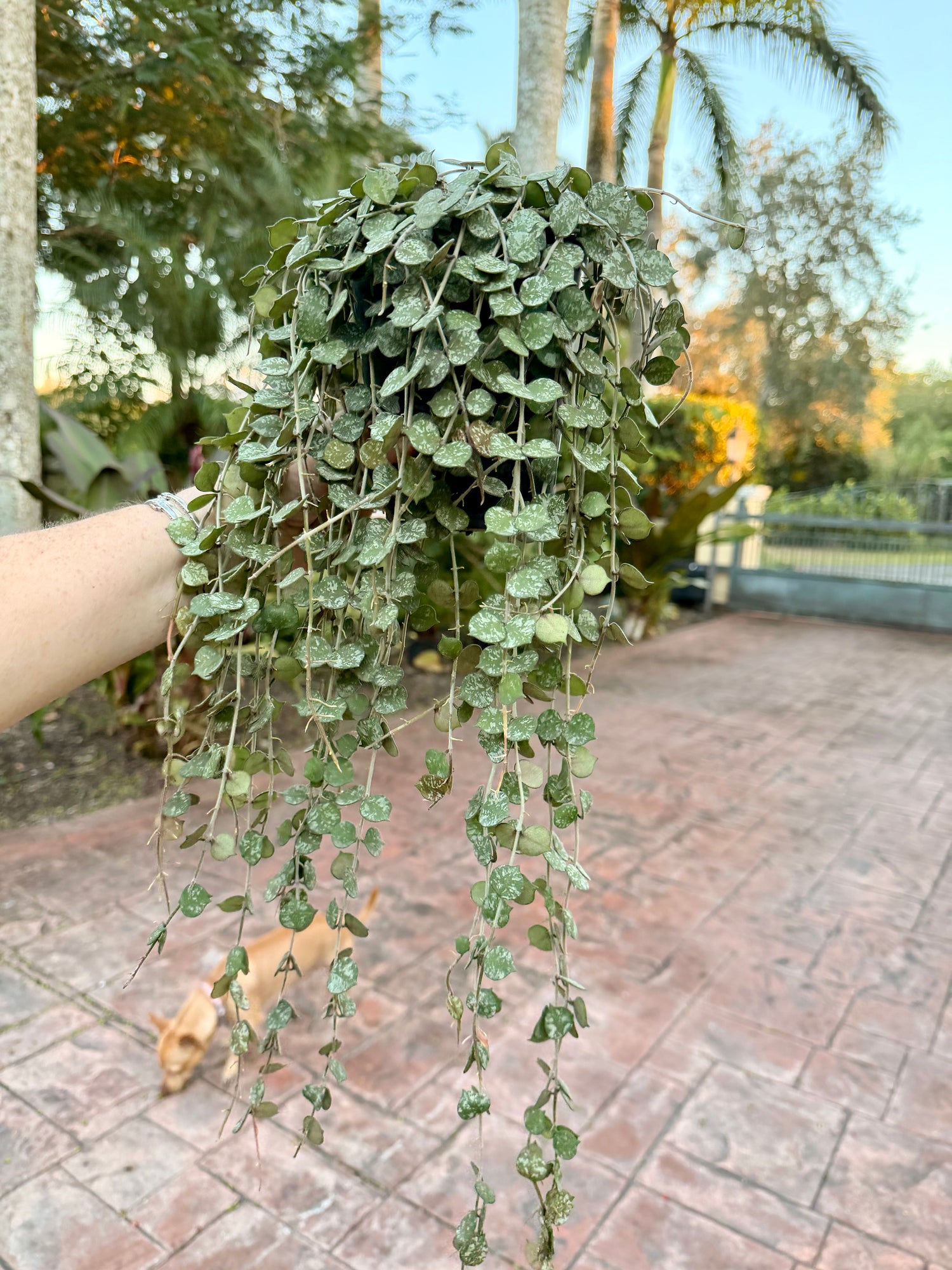Hoya Curtisii, 5” pot