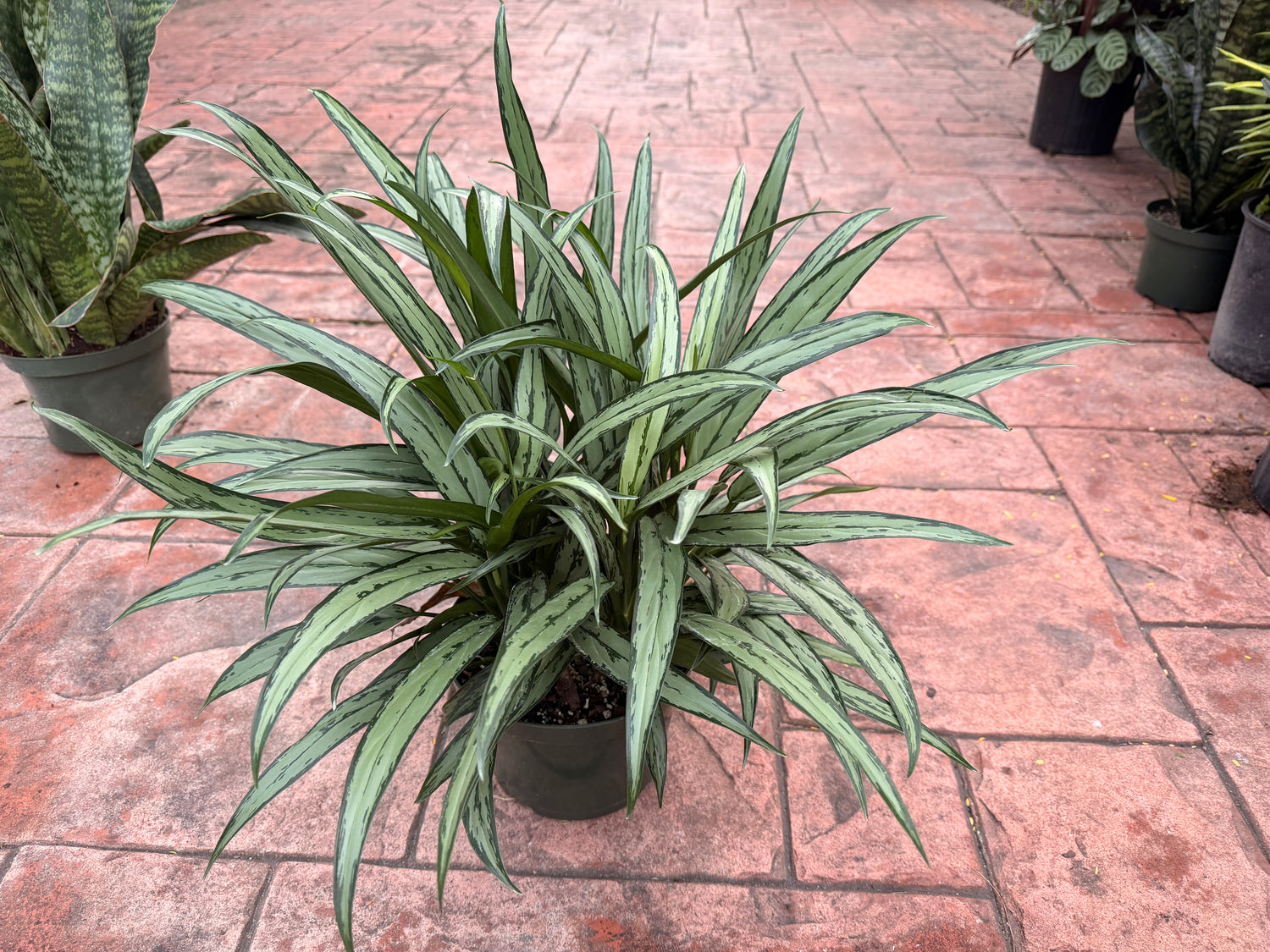 Aglaonema Cutlass, 8” pot
