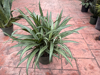 Aglaonema Cutlass, 8” pot