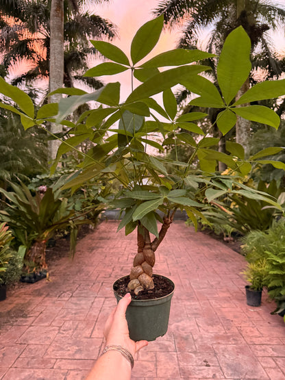 Money tree, Jumbo braid, 6” pot