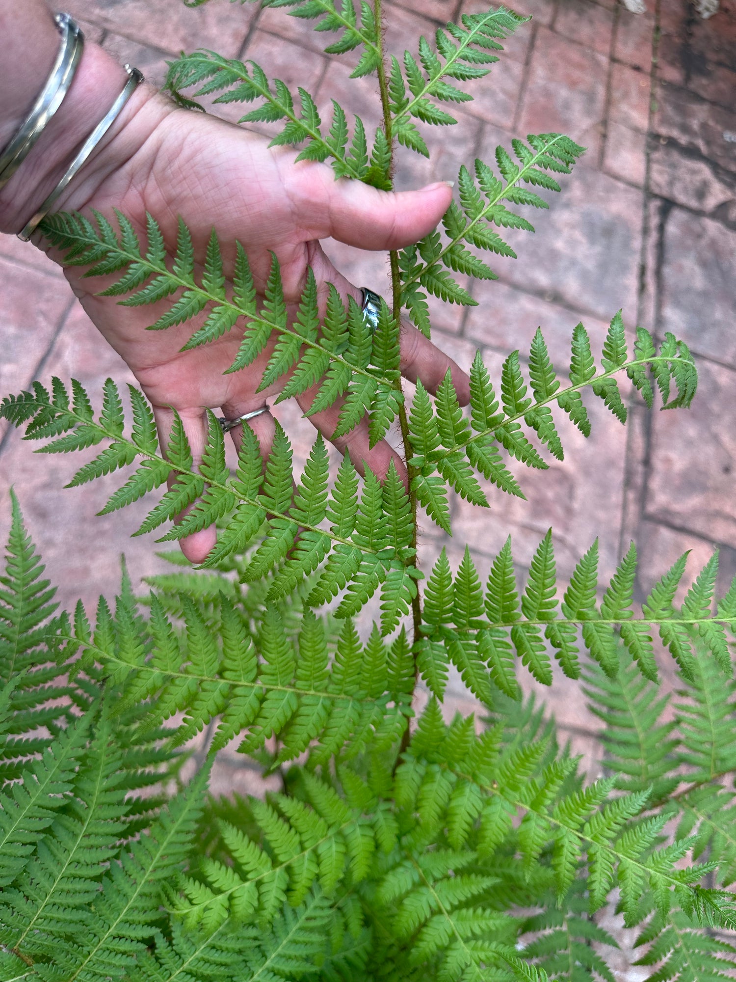 Australian Tree Fern, 10” pot