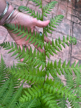 Load image into Gallery viewer, Australian Tree Fern, 10” pot
