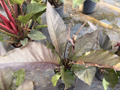 Anthurium Black Dragon, 10” pot. Large. May havesome holes in leaves.
