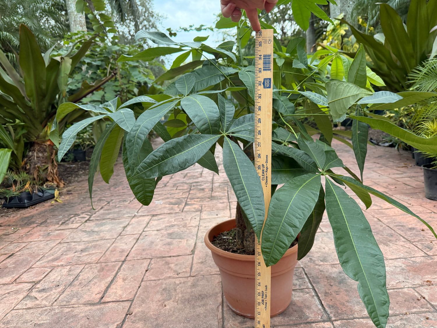 Money tree, thick short trunk, 14” pot