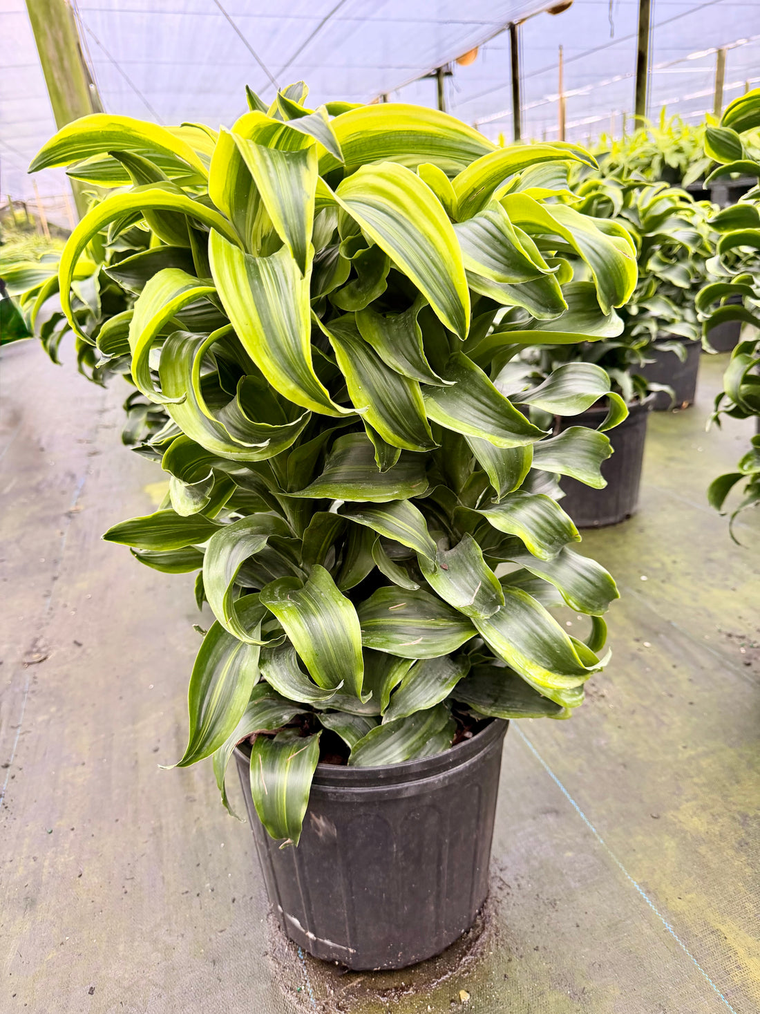 Dracaena Tornado, 10” pot