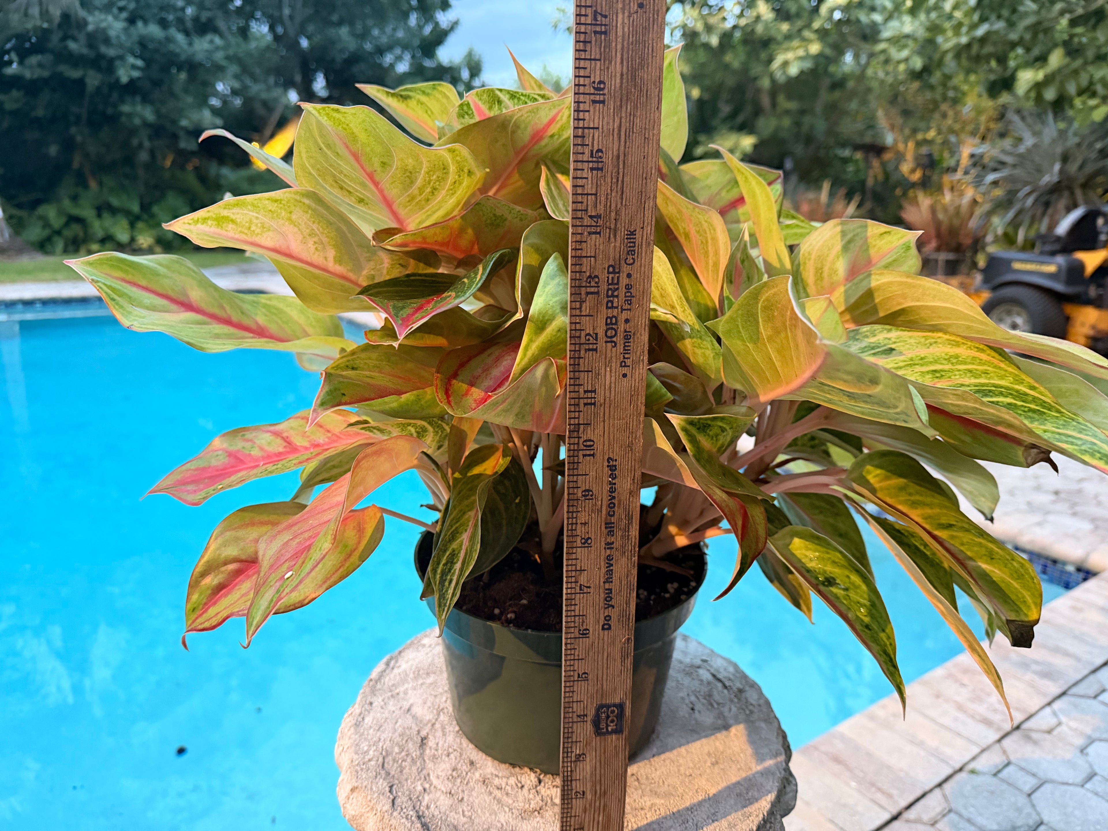 Aglaonema Golden Flourite, 8” pot