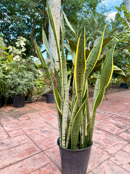 Sansevieria Silver King, Silver Laurentii, 10” pot