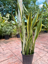 Load image into Gallery viewer, Sansevieria Silver King, Silver Laurentii, 10” pot