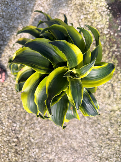 Dracaena Tornado cane, 10” pot